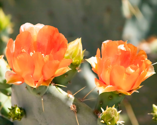 Prickly Pear Blossom 1-11x14 Print