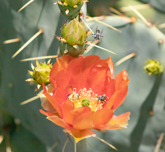 Prickly Pear Blossom3-11x14 Print