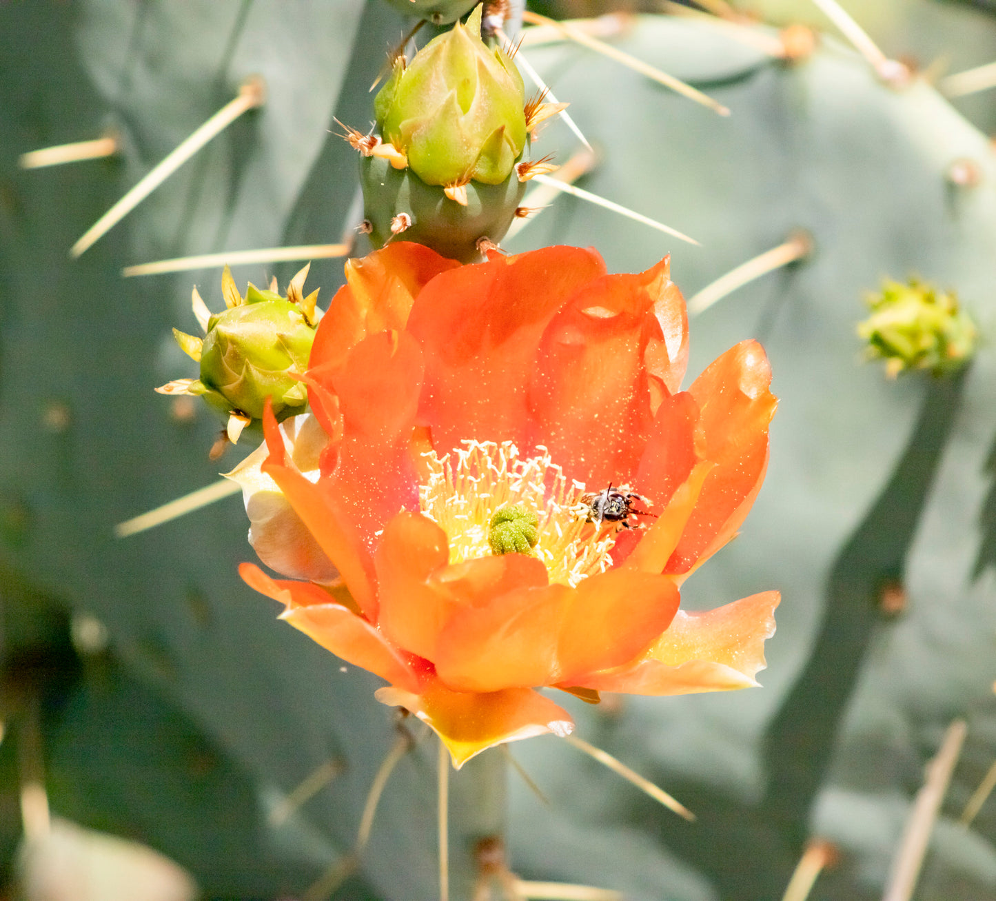 Prickly Pear Blossom 4-8x10 Print