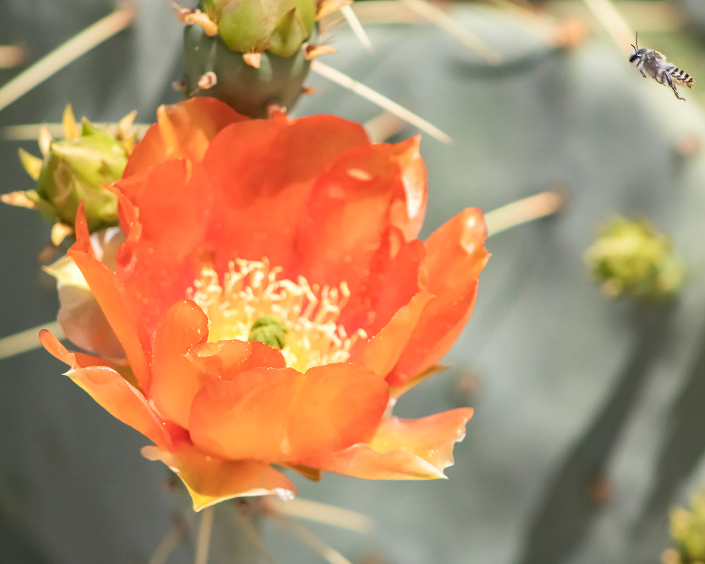 Prickly Pear Blossom 6-8x10 Print