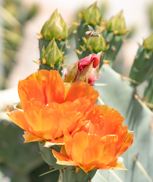 Prickly Pear Blossom 2-11x14 Print