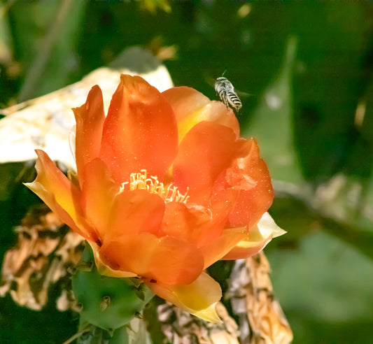 Prickly Pear Blossom 5-8x10 Print