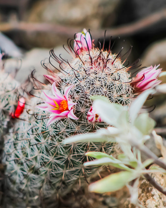 Mini Barrel Cactus 8x10 Print