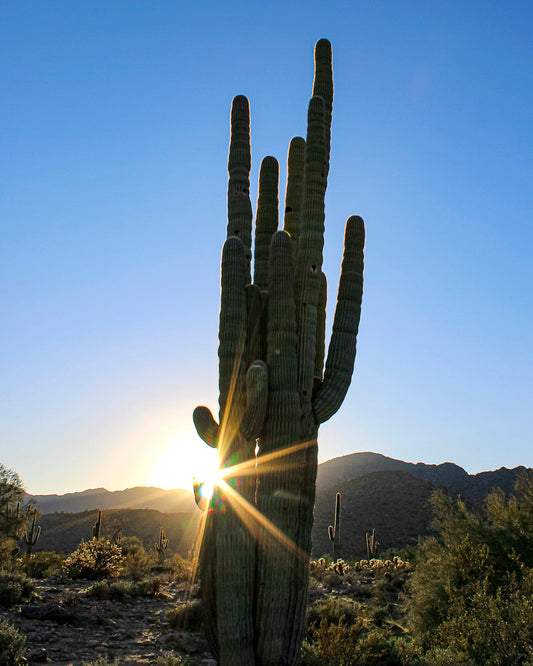 Cactus Flare 8x10 Print