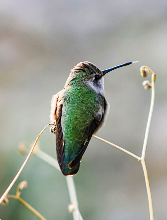 Hummingbird 11x14 Print