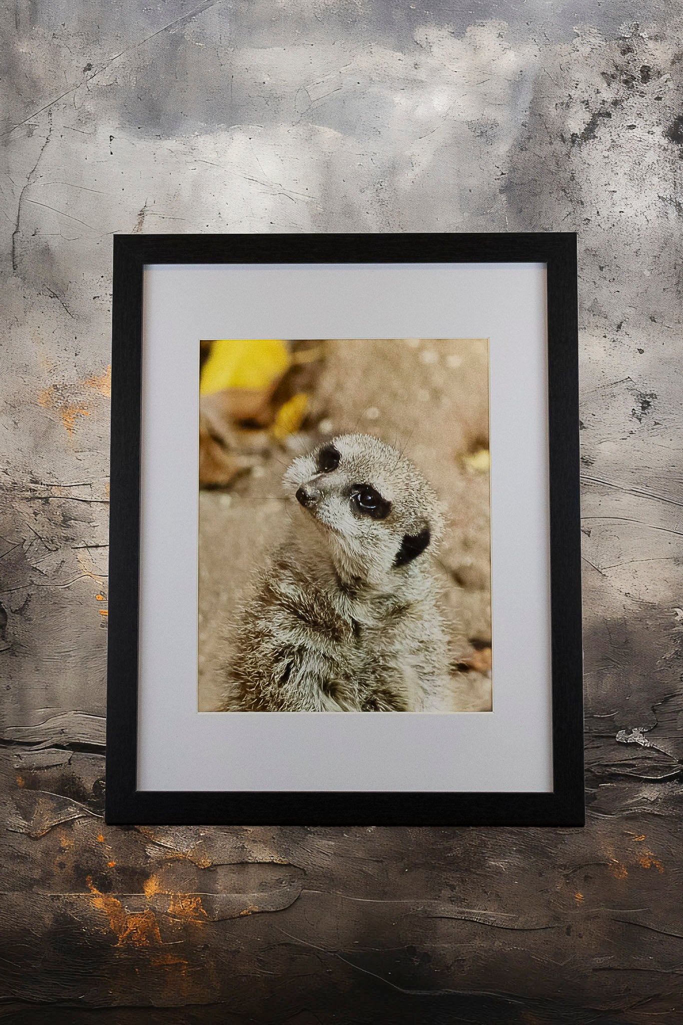 Tilted Meerkat 11x14 Framed