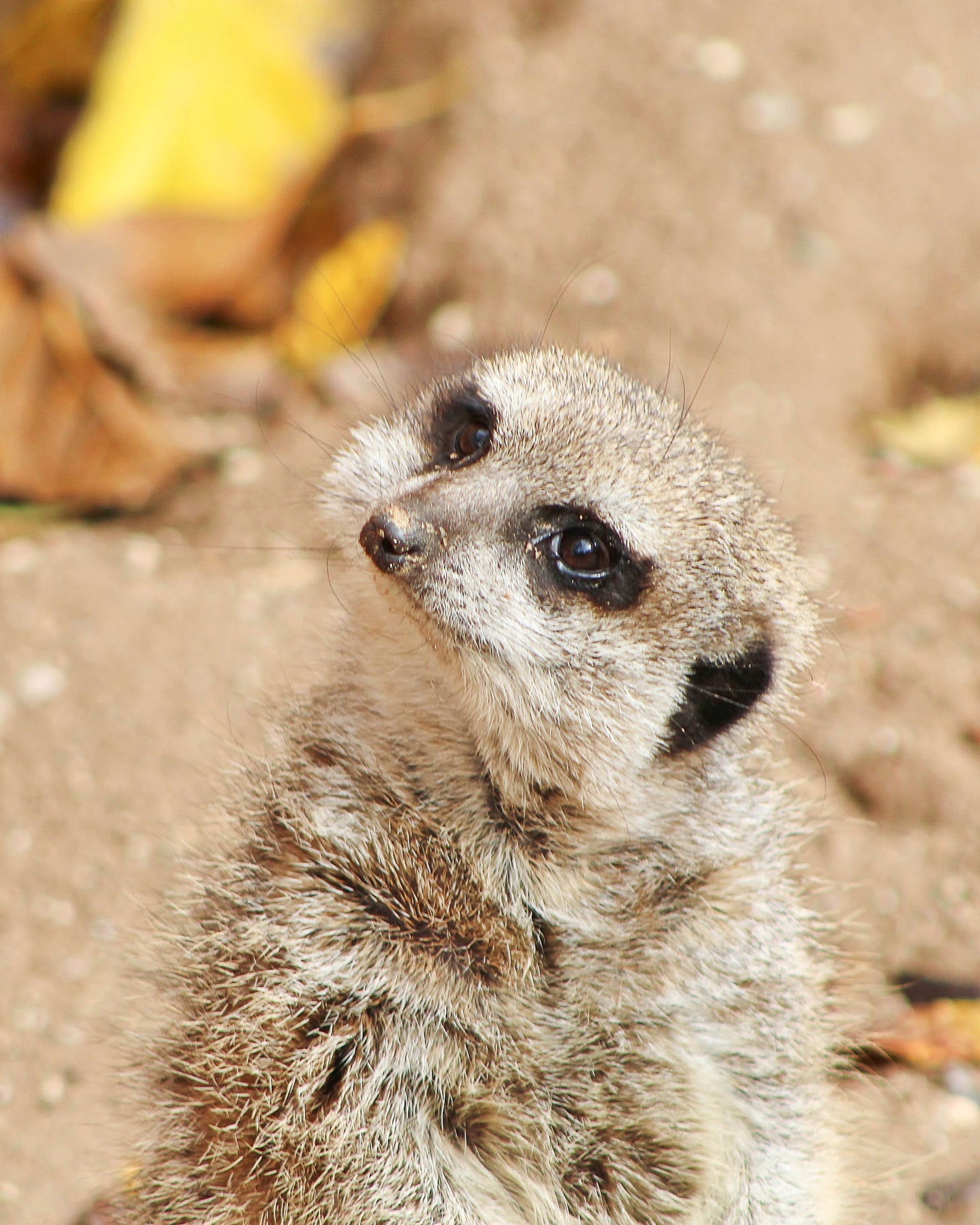 Tilted Meerkat 11x14 Print