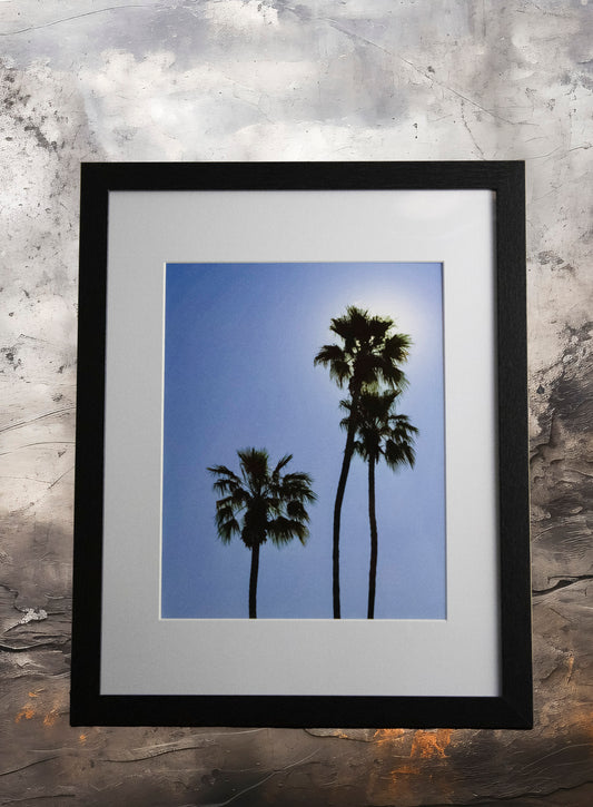 Palms 1 11x14 Framed