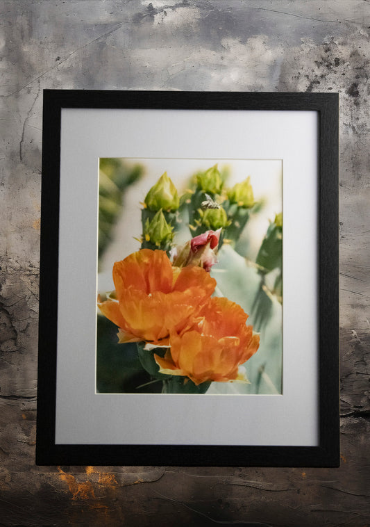 Prickly Pear Blossoms 2- 11x14 Framed