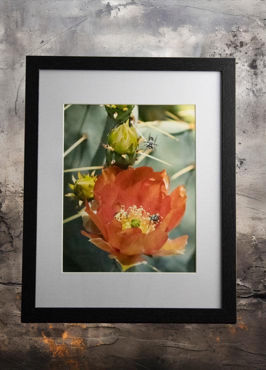 Prickly Pear Blossoms 3- 11x14 Framed