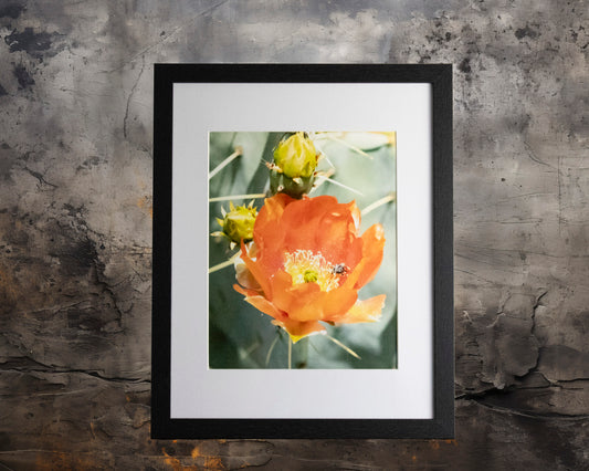 Prickly Pear Blossoms 4- 11x14 Framed