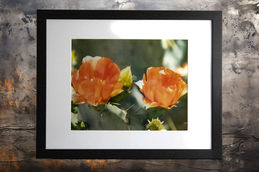 Prickly Pear Blossoms 1- 11x14 Framed