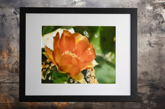 Prickly Pear Blossoms 5 11x14 Framed