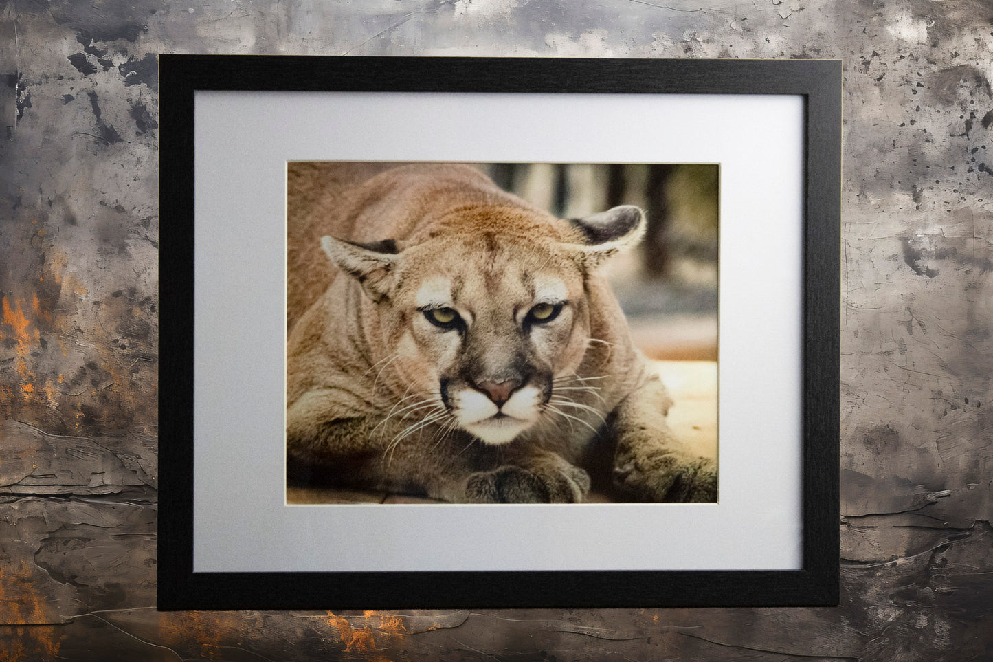 The Cougar 11x14 Framed