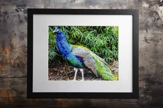 Blue Peacock 11x14 Framed