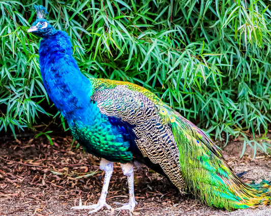 Blue Peacock 8x10 Print